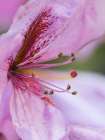 USA-Washington State Rhododendron flower Art Print